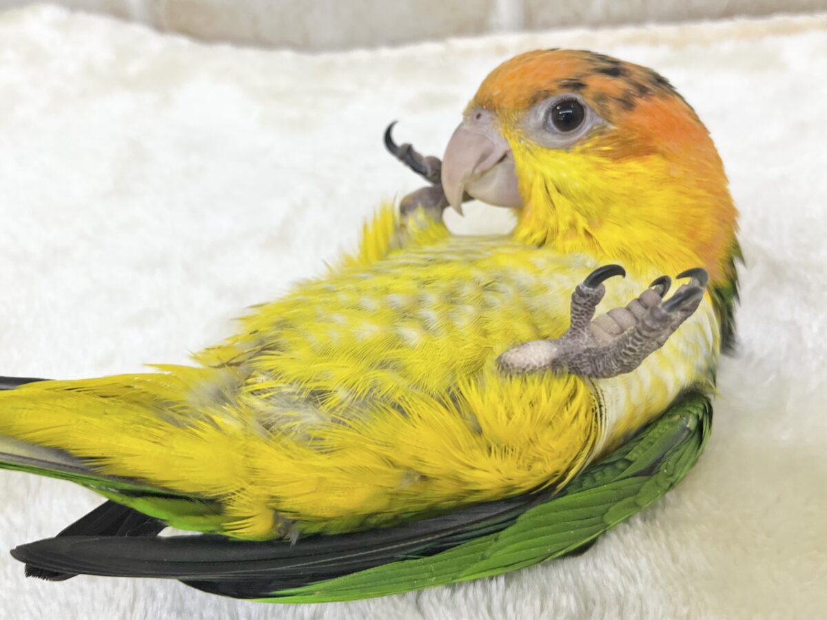 シロハラインコ