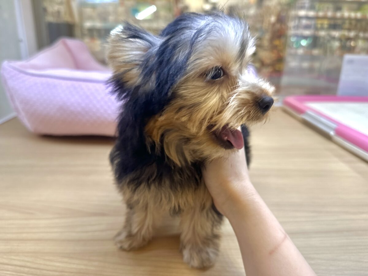 ヨークシャテリア