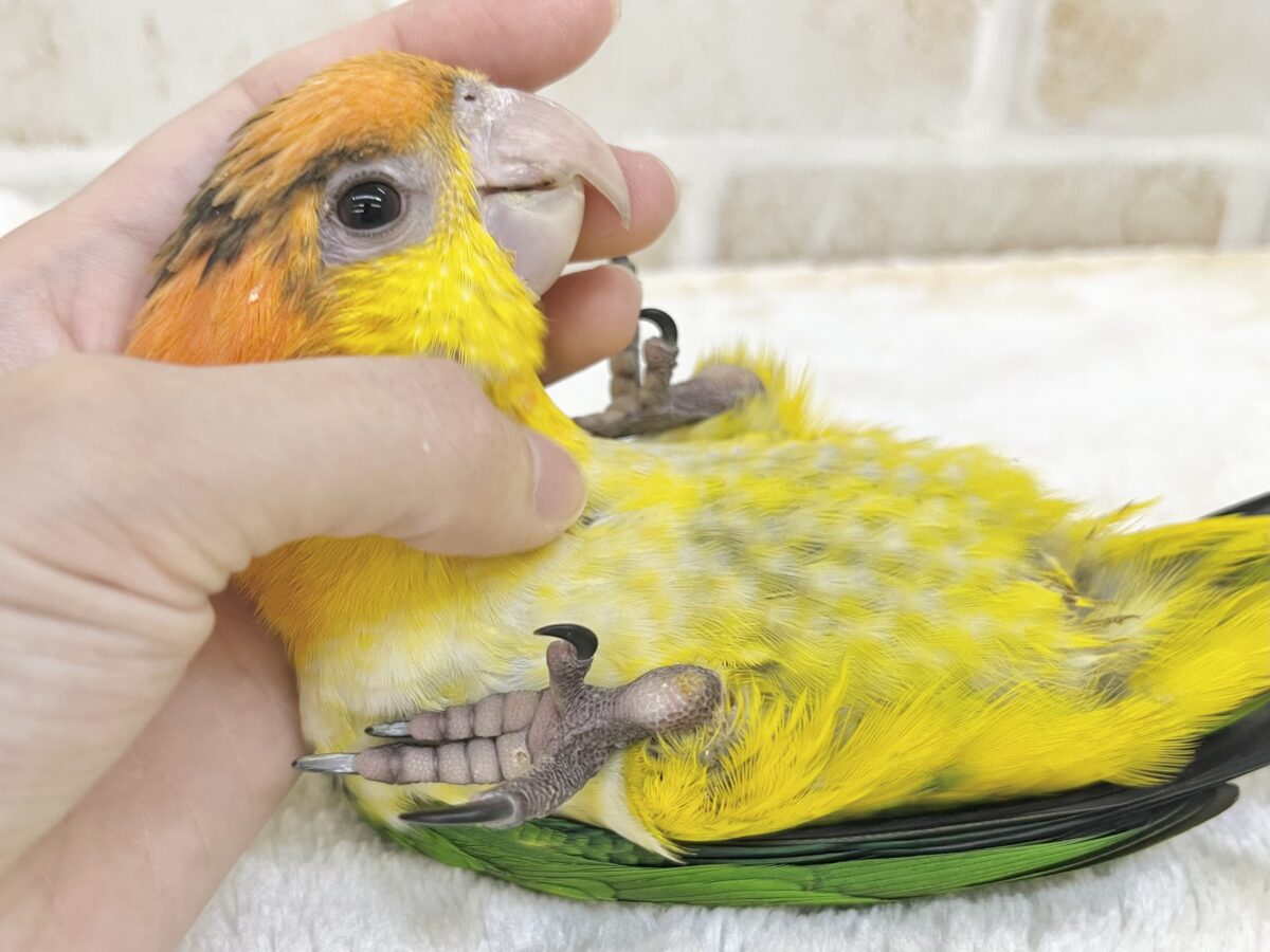 シロハラインコ