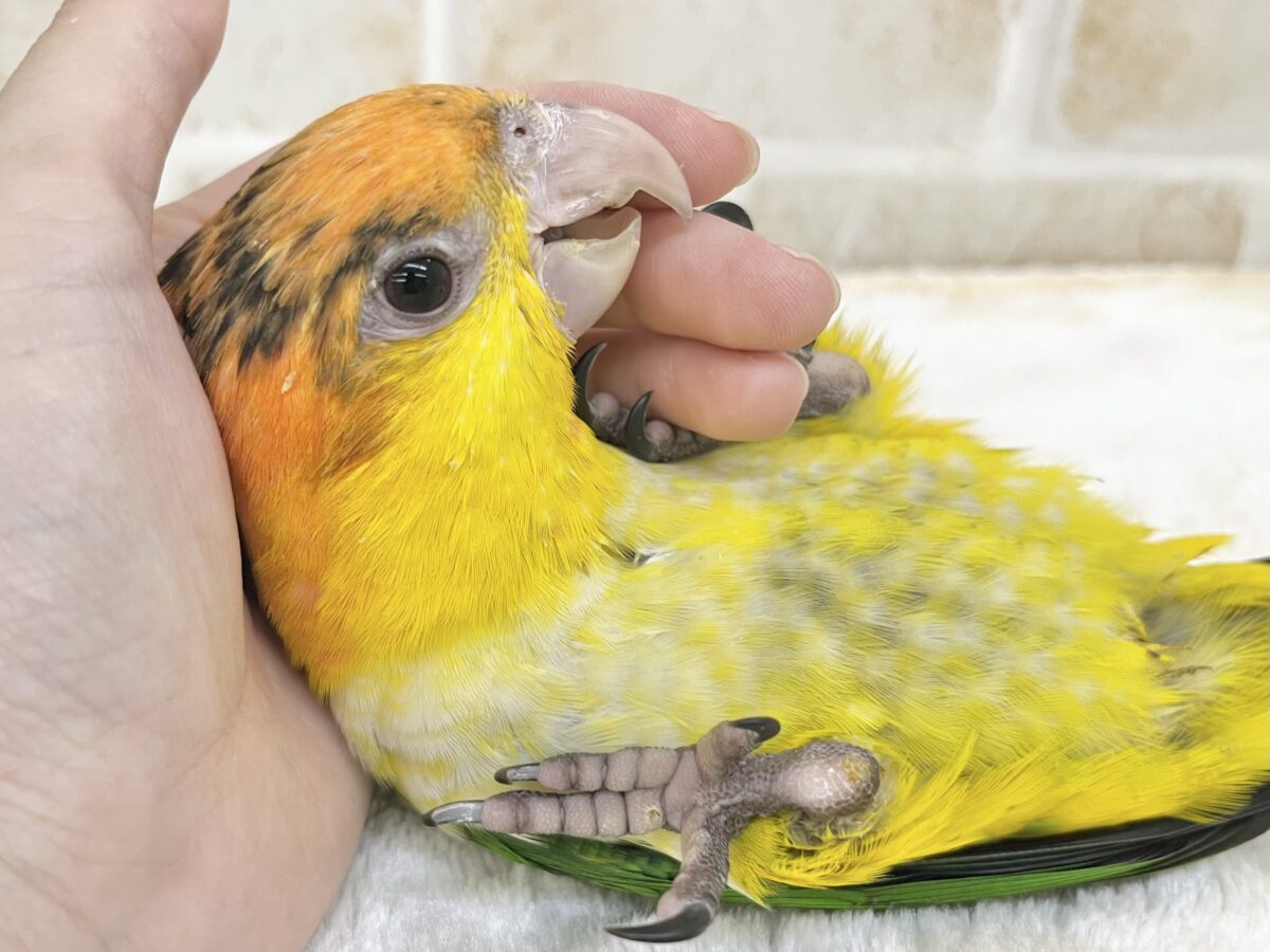 シロハラインコ