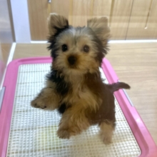 キラキラおめめ‧✧̣̥̇‧ときめきヨークシャーテリアちゃん