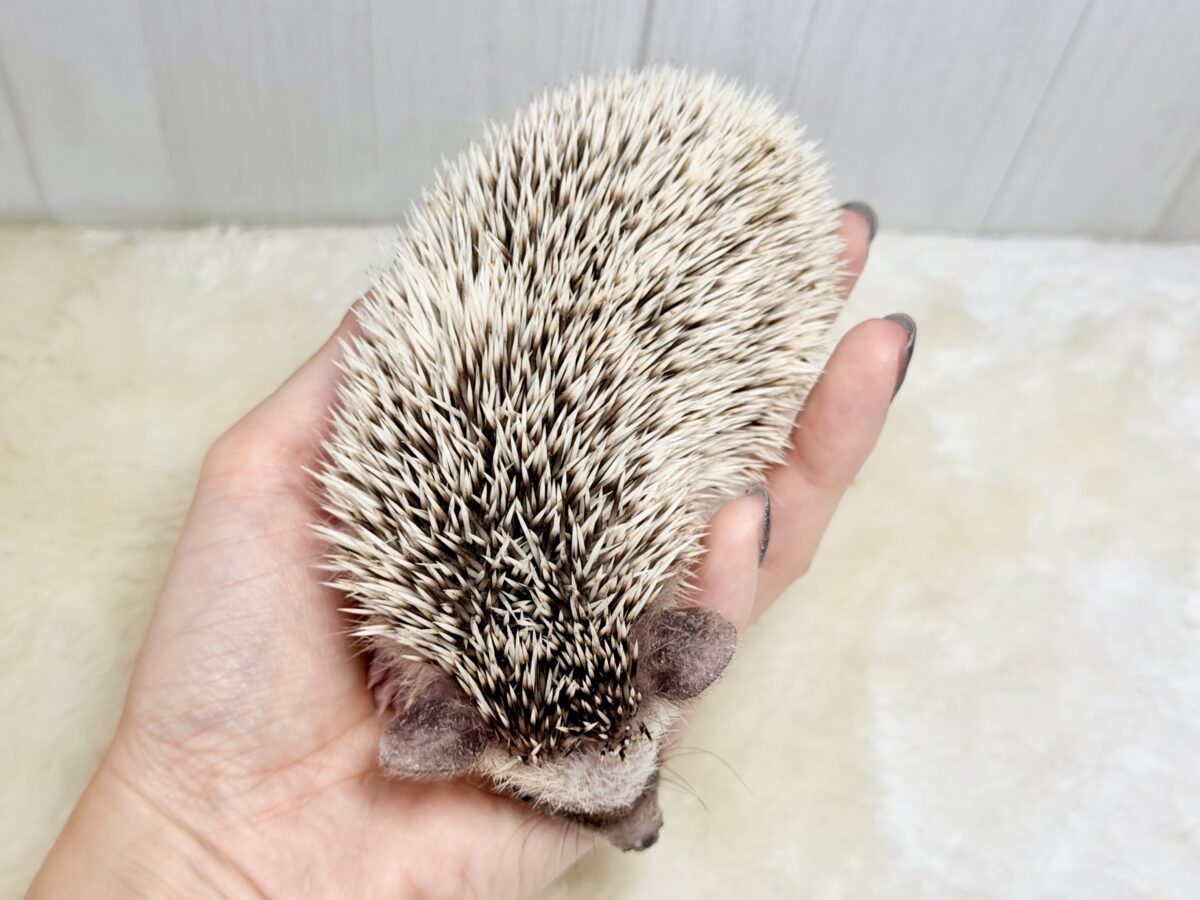 ハリネズミ（ヨツユビハリネズミ）