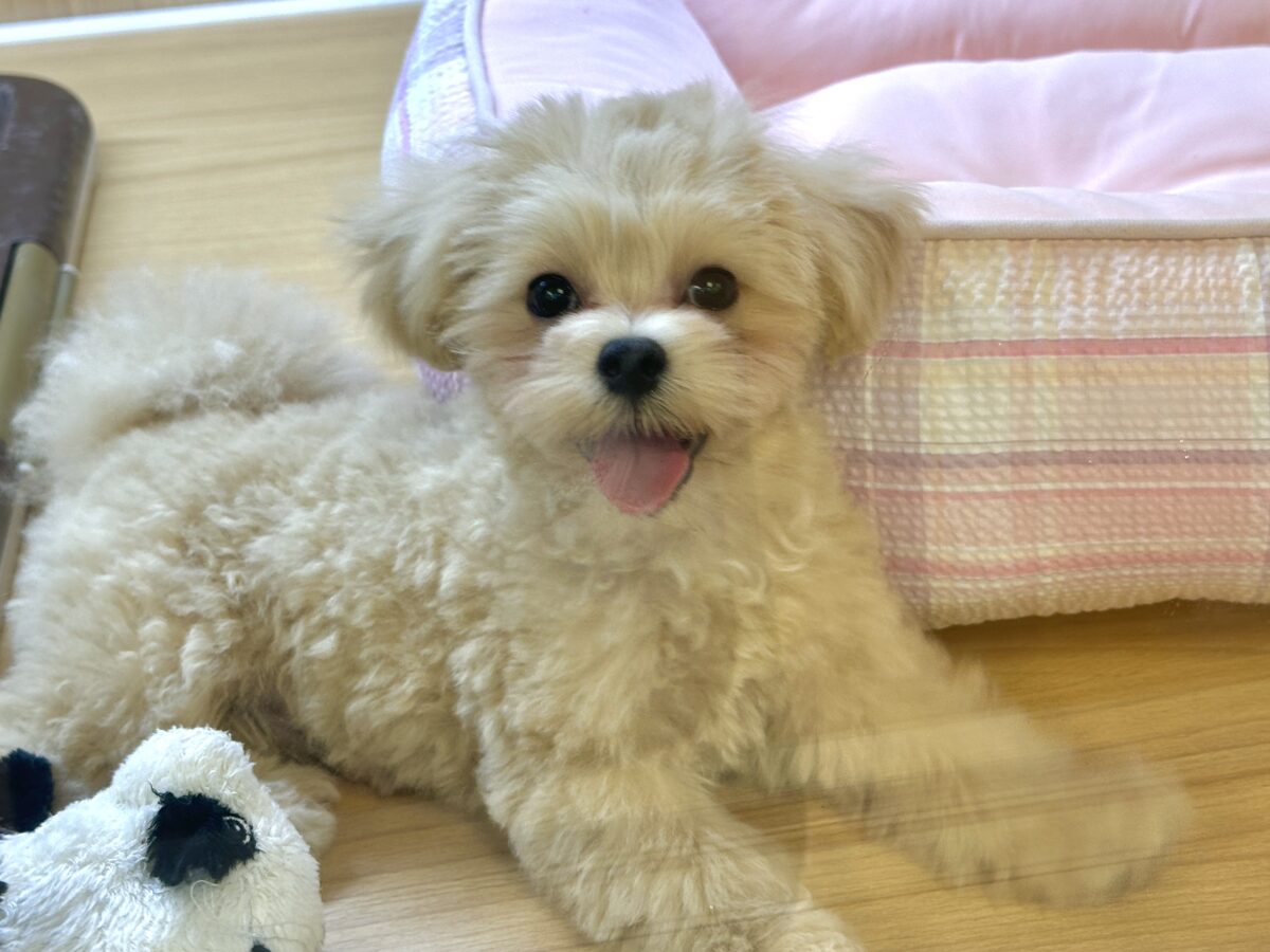 もこもこクマちゃん♡•ᴥ•♡マルプー男の子 マルプー