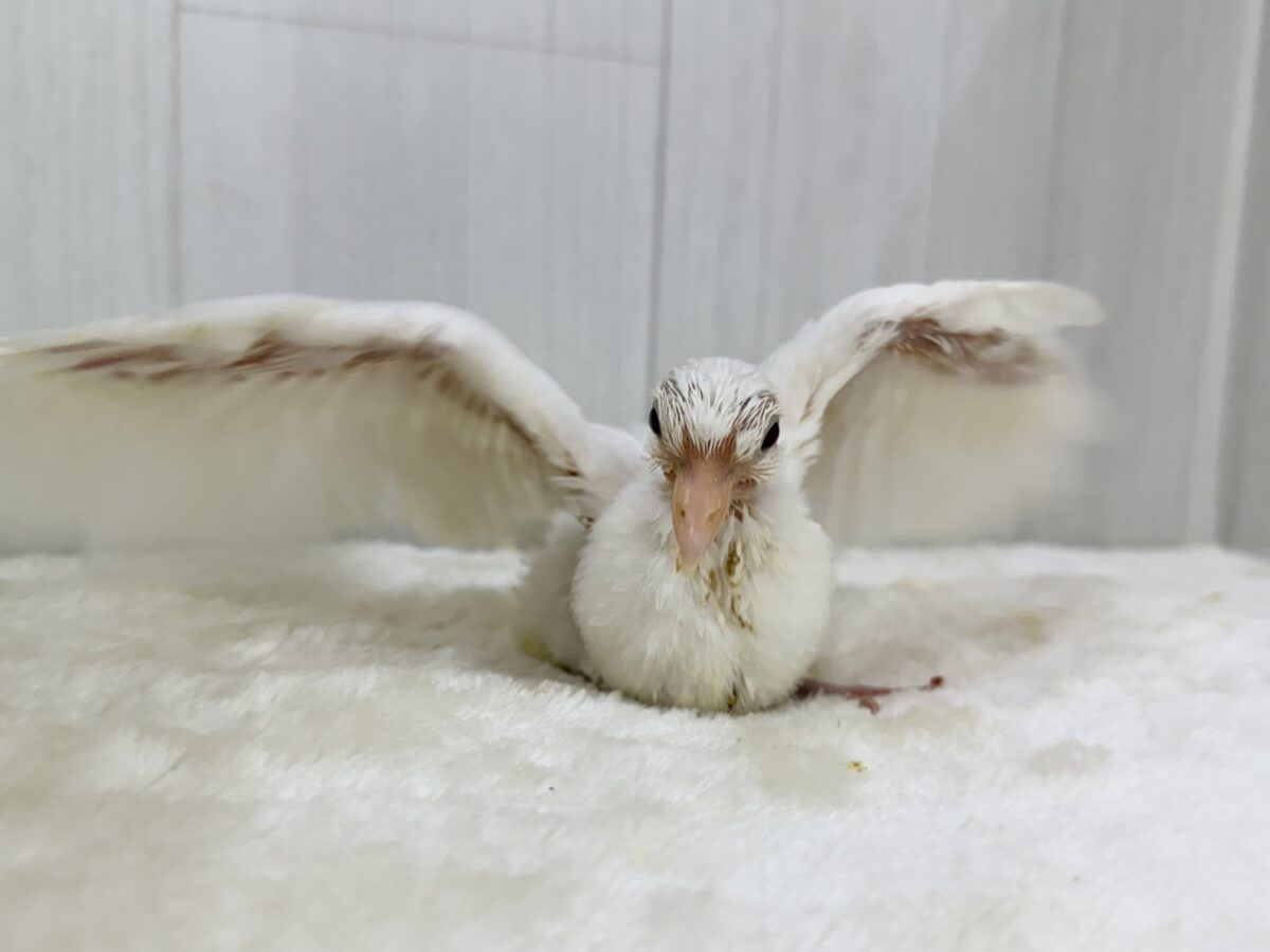 ギンバト