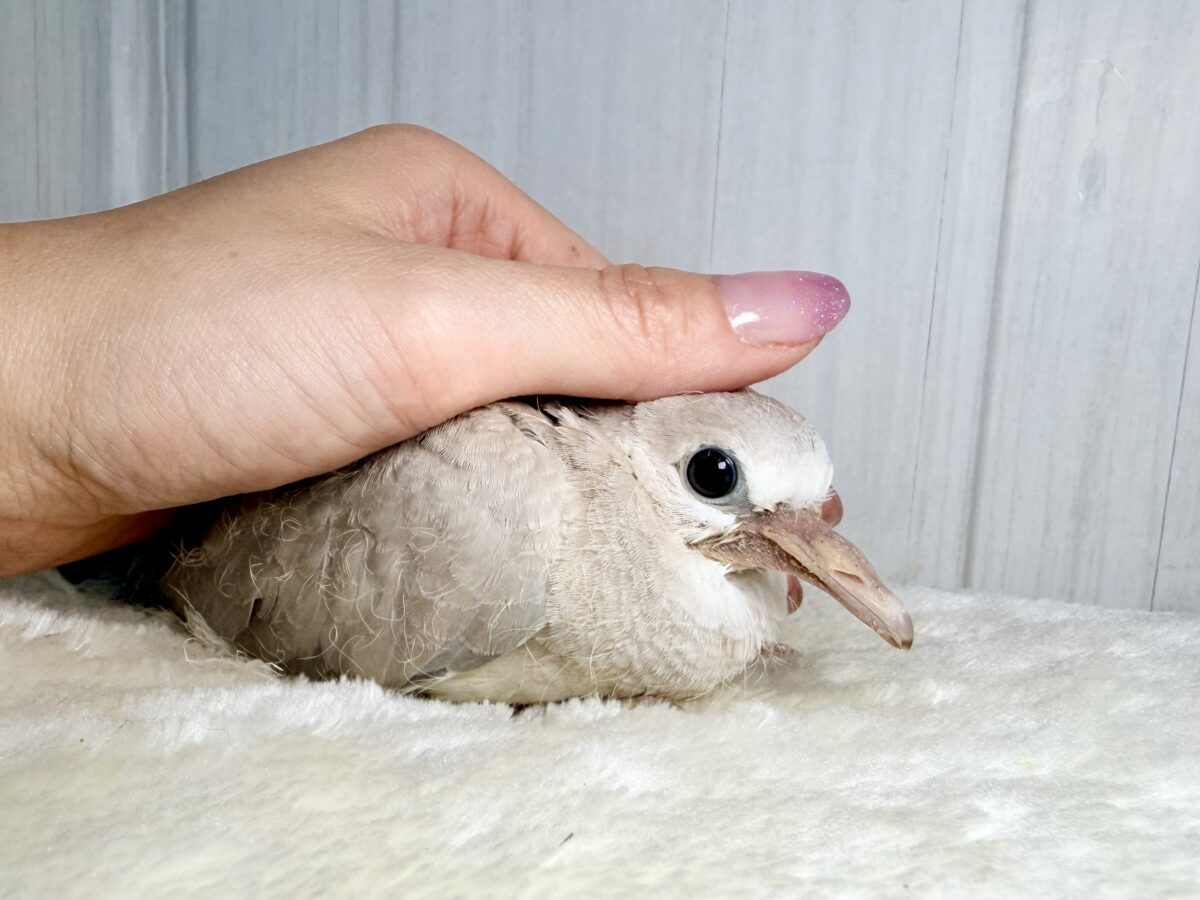 ジュズカケバト
