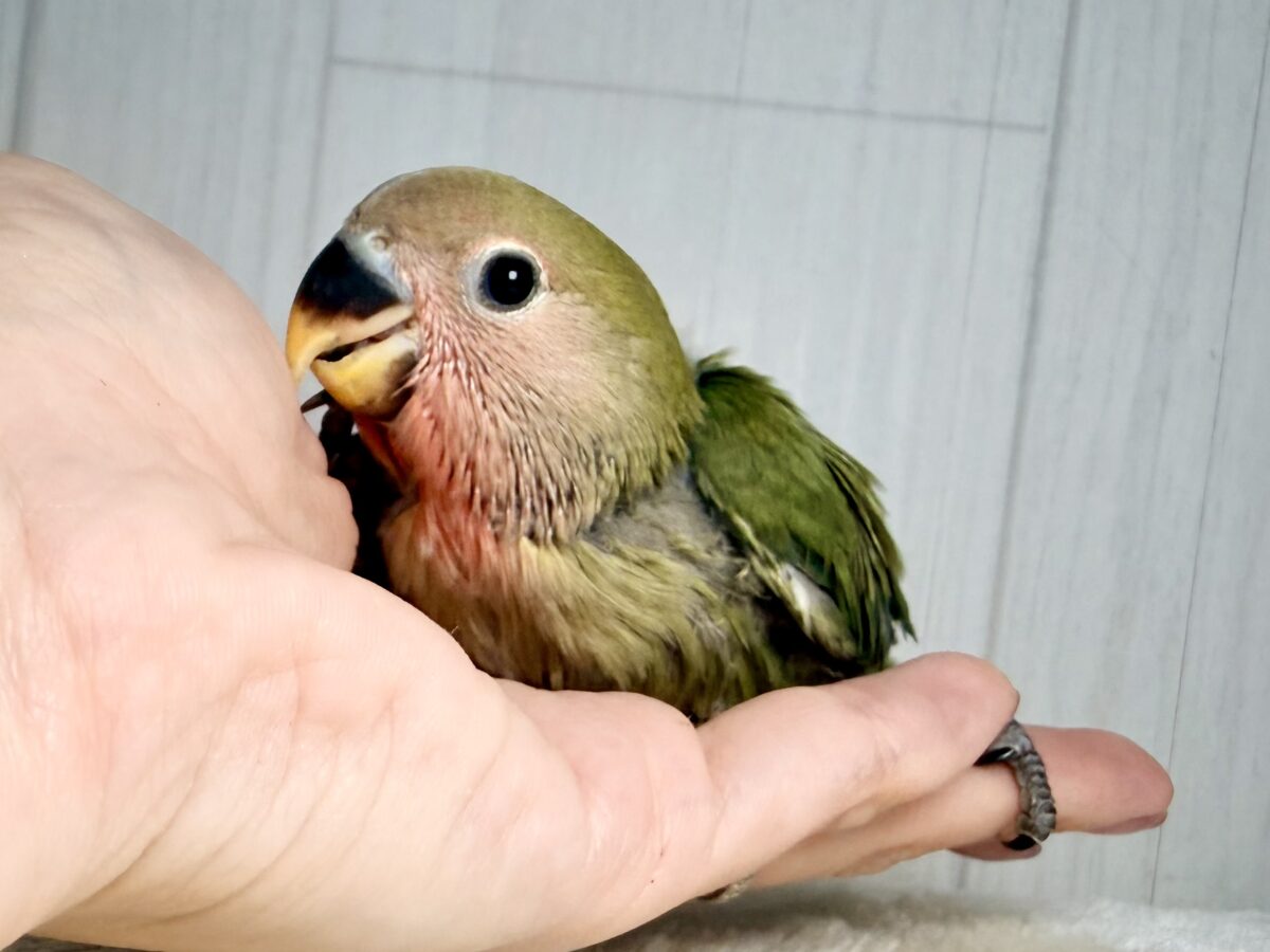 コザクラインコ（小桜インコ）