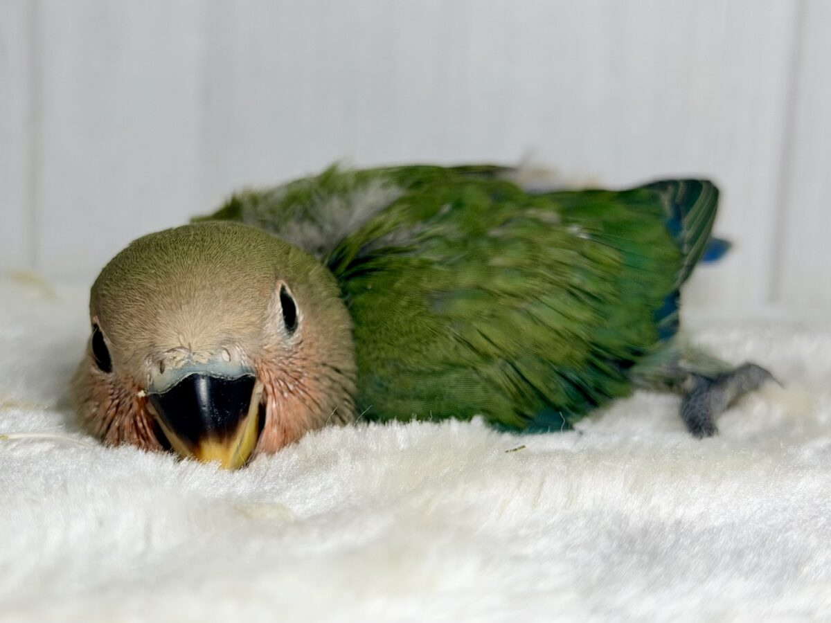 コザクラインコ（小桜インコ）