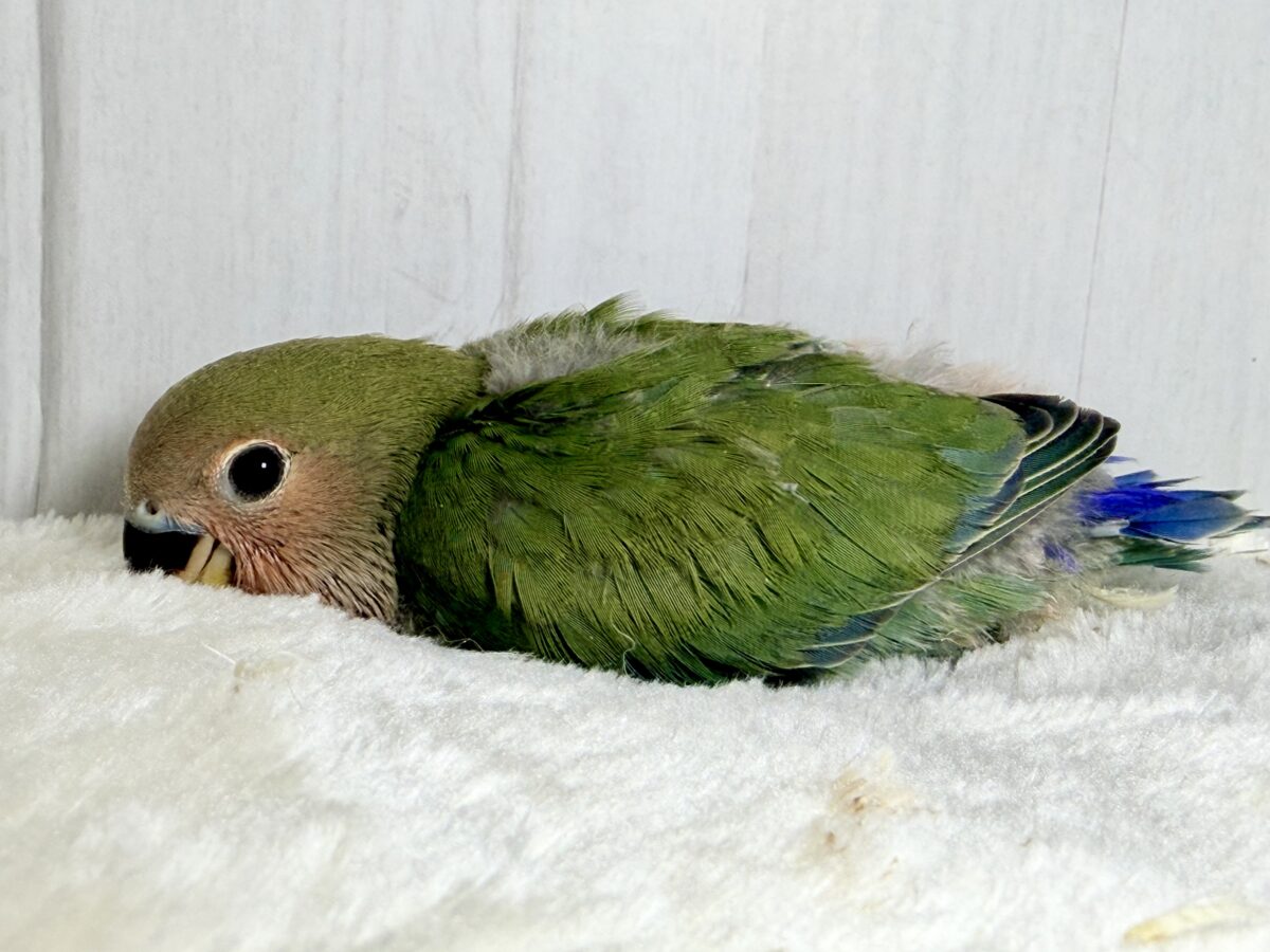 コザクラインコ（小桜インコ）