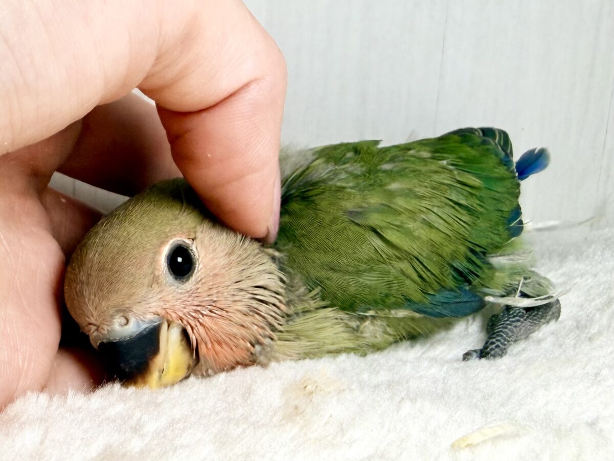 コザクラインコ（小桜インコ）