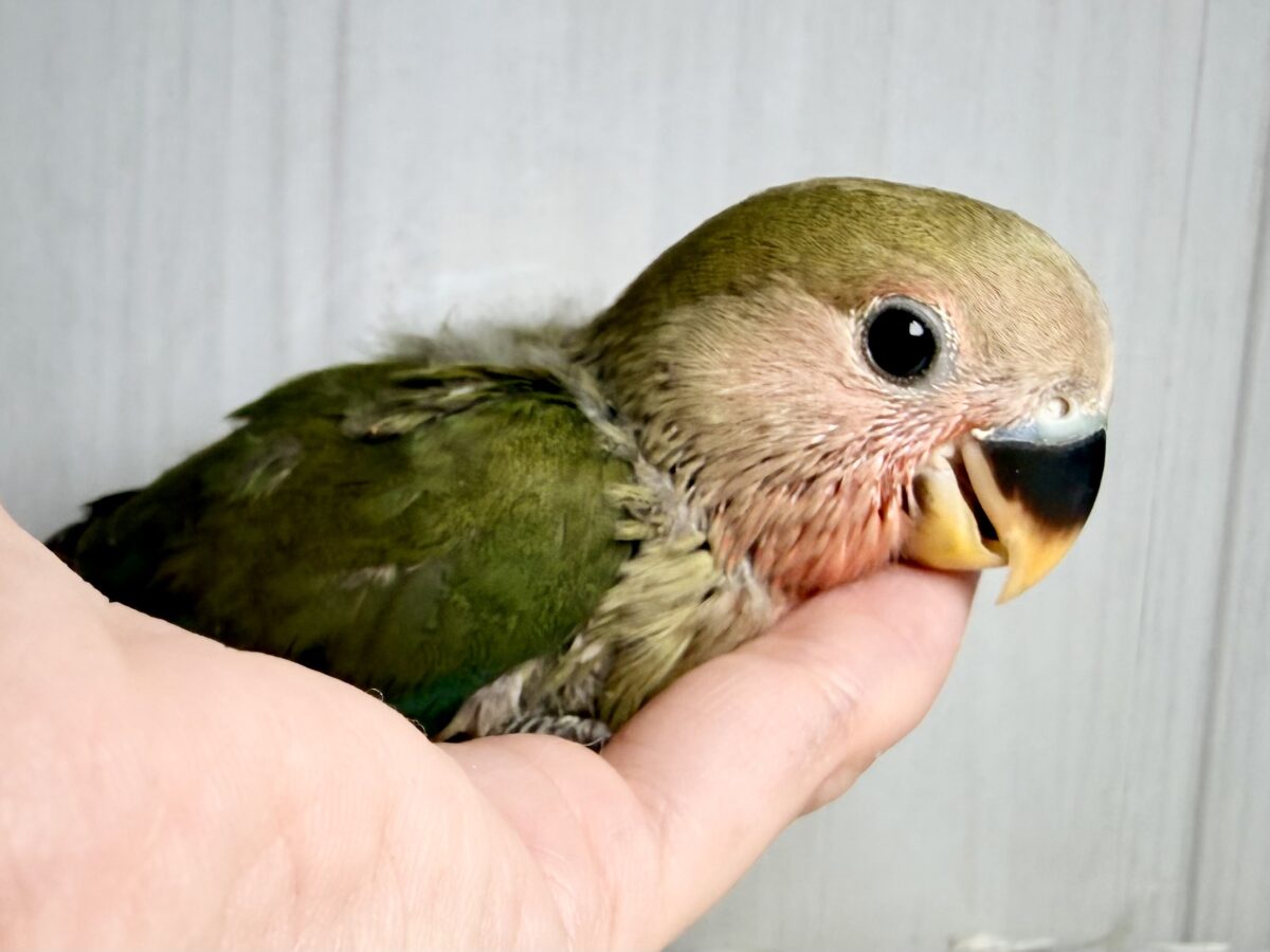 コザクラインコ（小桜インコ）