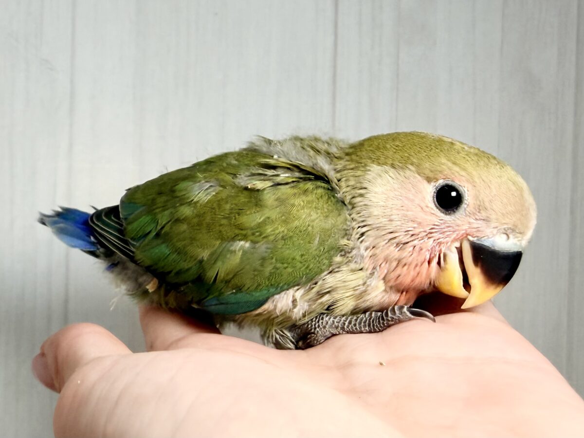 コザクラインコ（小桜インコ）