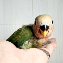 シックで落ち着いたは羽色が特徴的✨️コザクラインコのヒナ(オリーブ)入荷しました❤️
