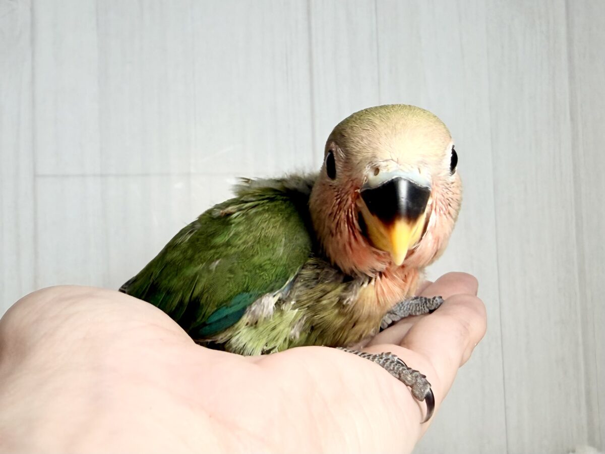 シックで落ち着いたは羽色が特徴的✨️コザクラインコのヒナ(オリーブ)入荷しました❤️