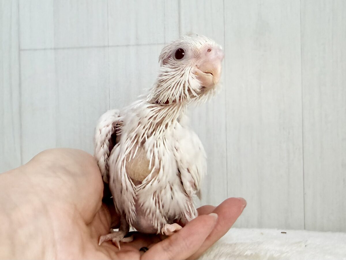 オカメインコ