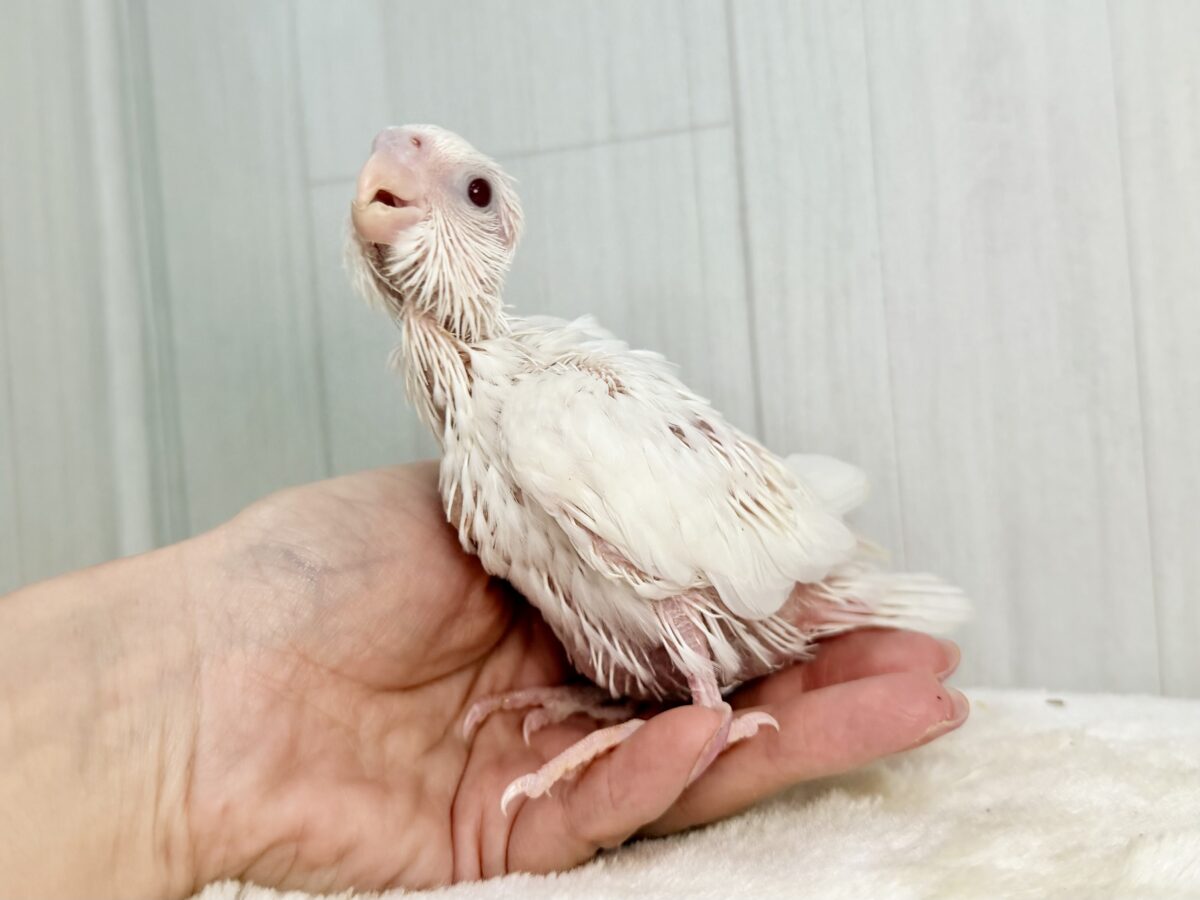 オカメインコ