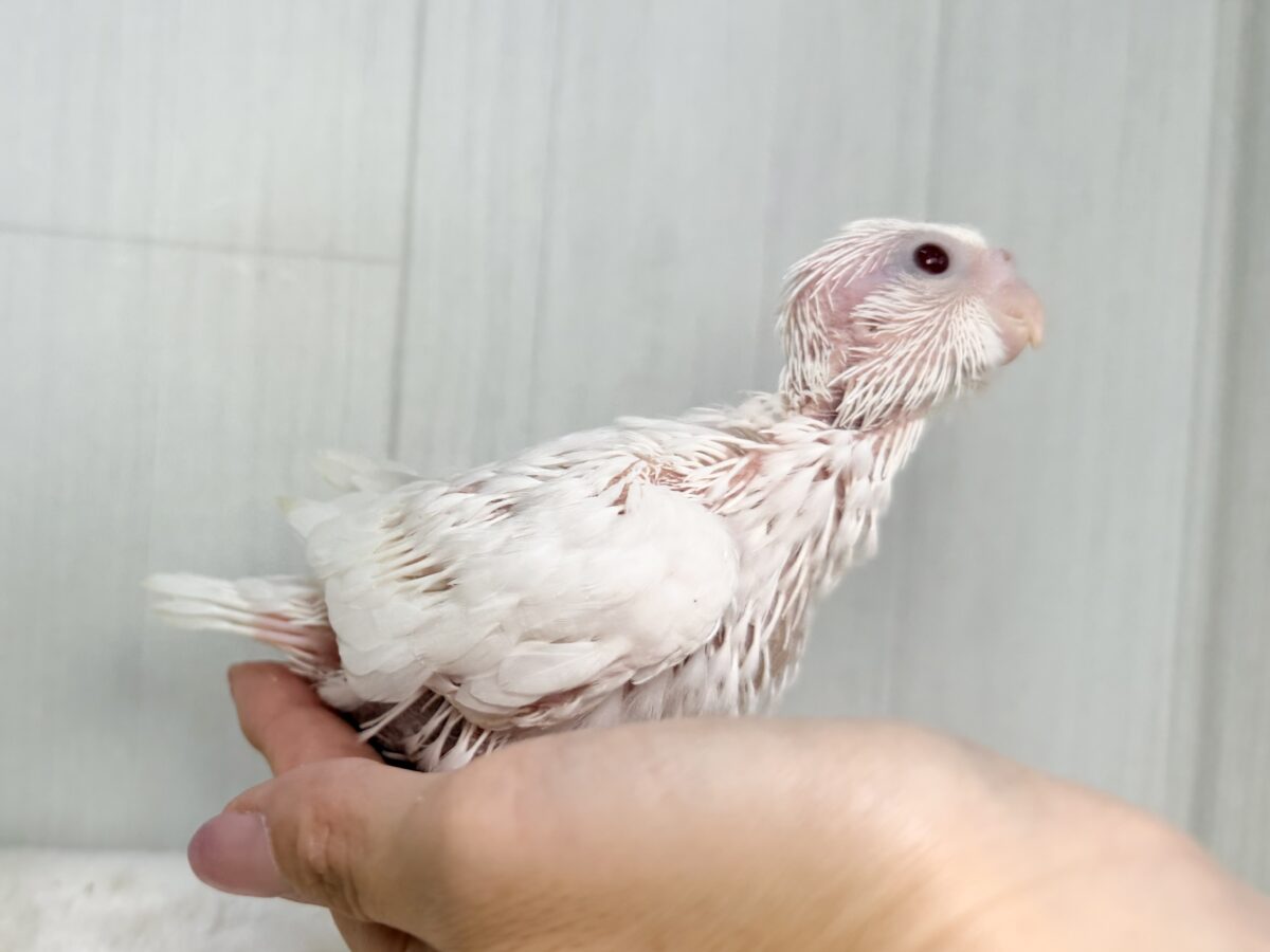 オカメインコ