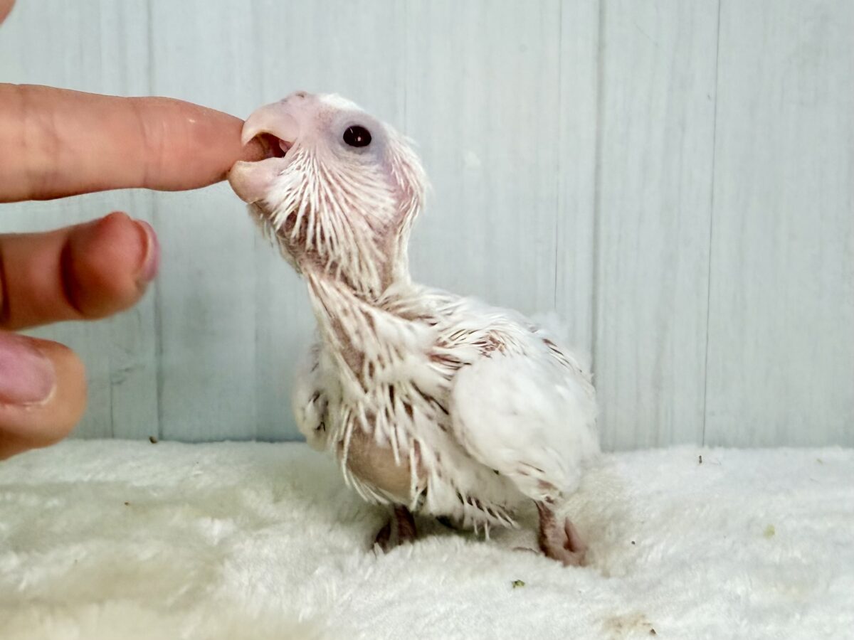 オカメインコ