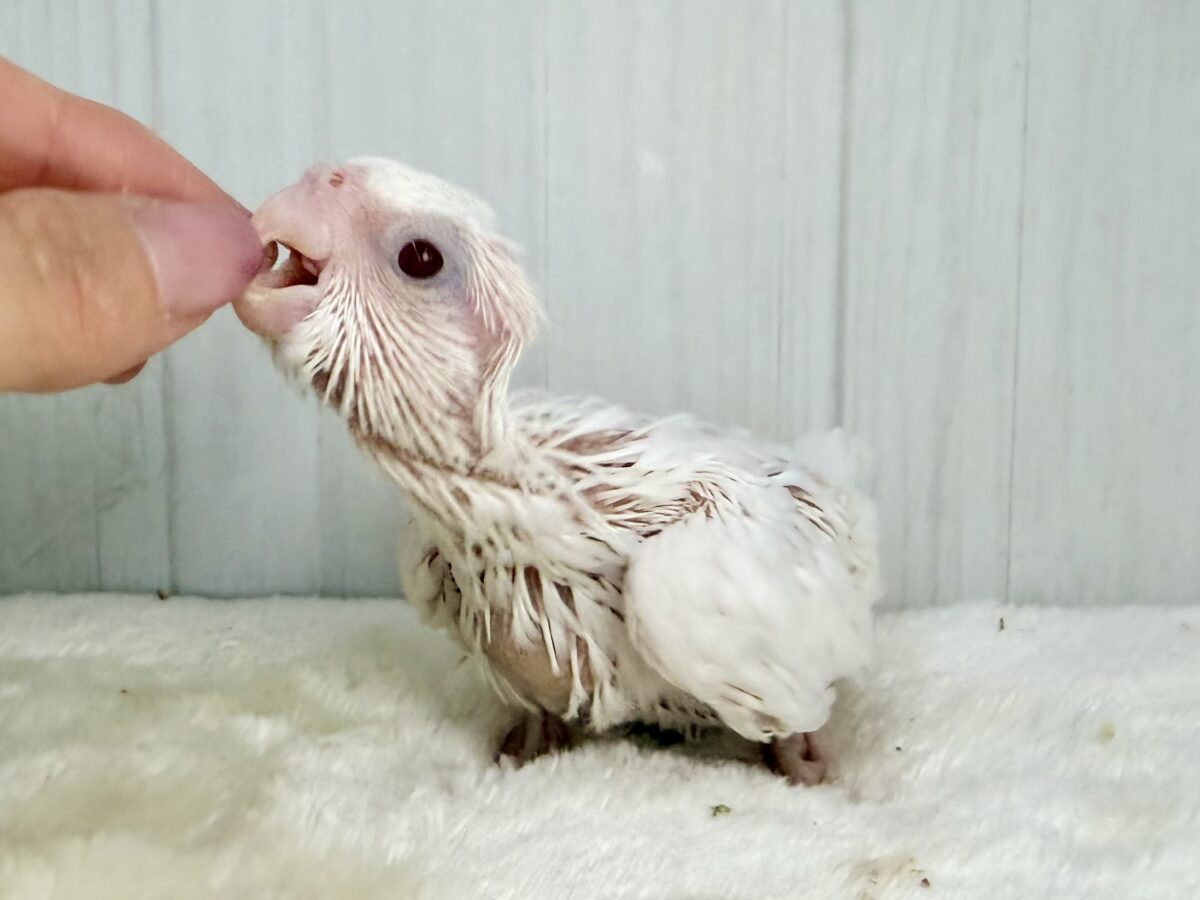 オカメインコ