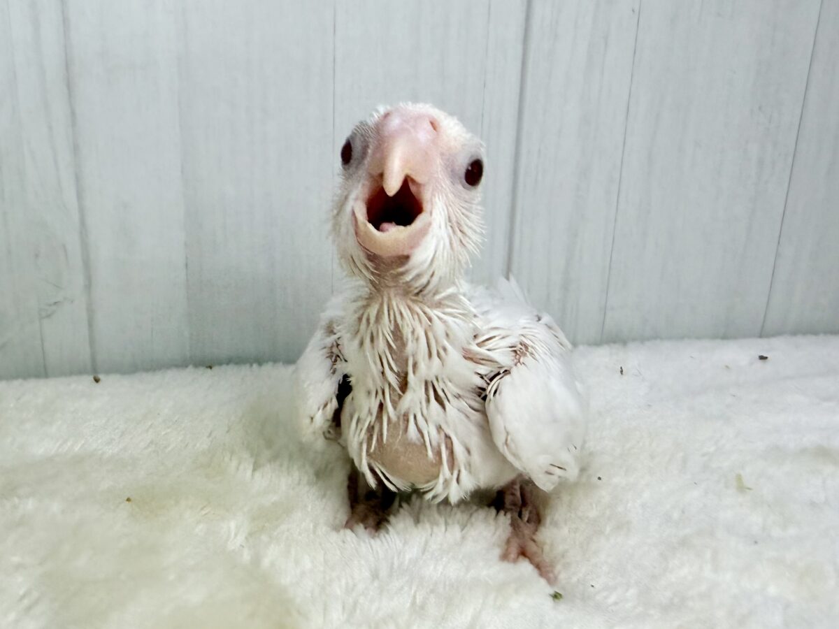 オカメインコ