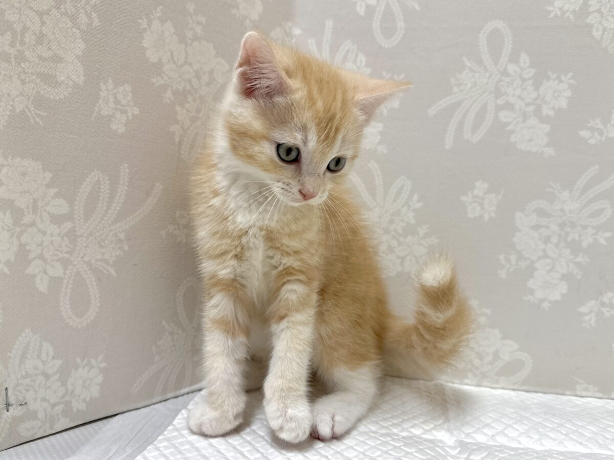 スコティッシュフォールド