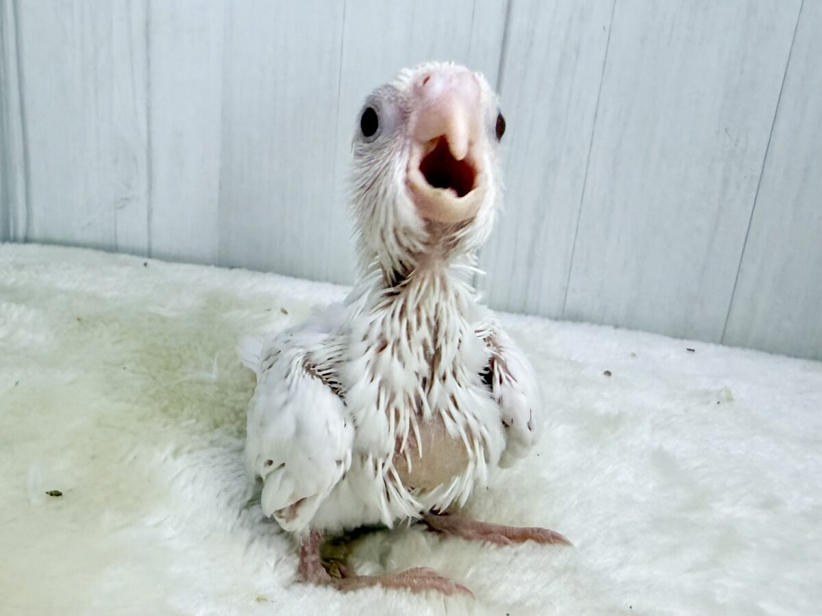 オカメインコ