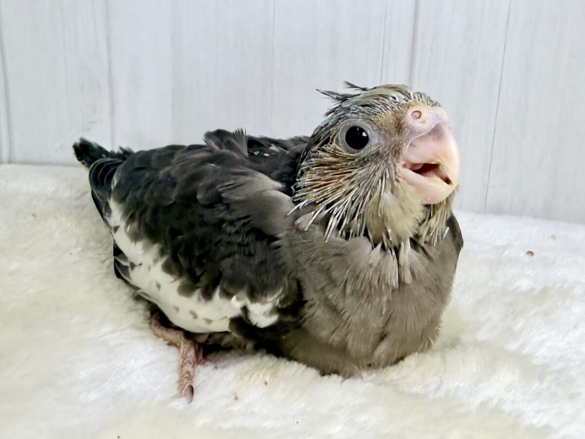 オカメインコ