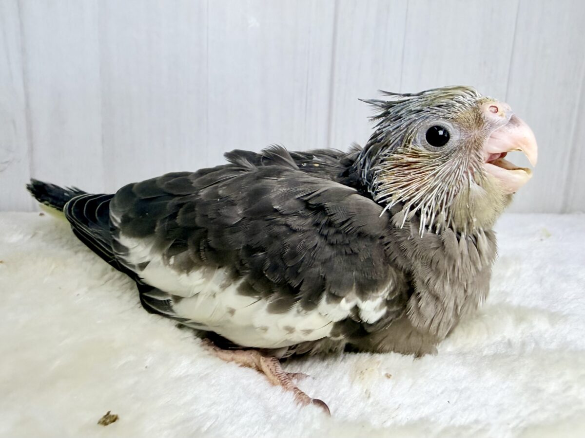オカメインコ