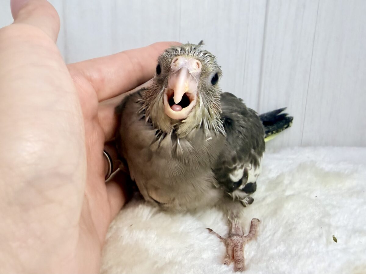 オカメインコ