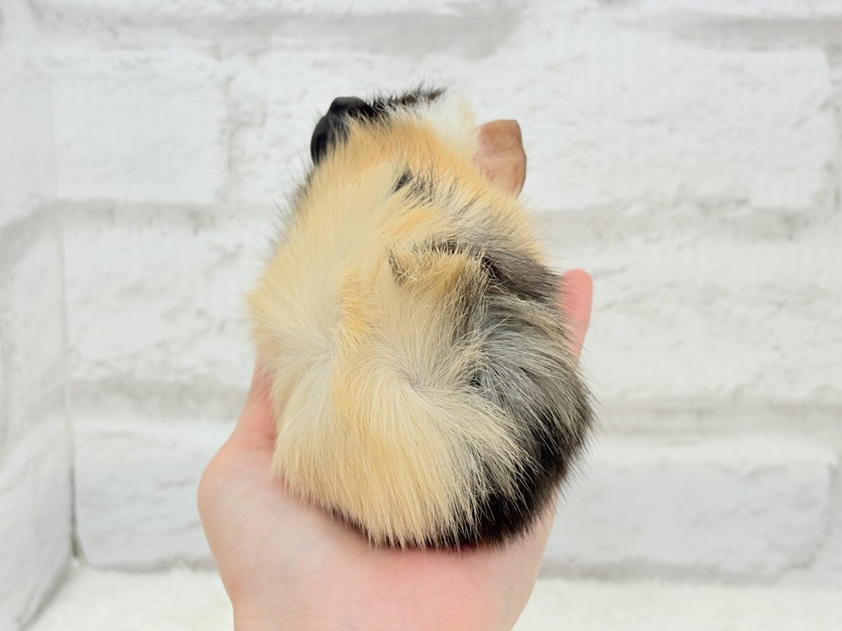 アビシニアンモルモット