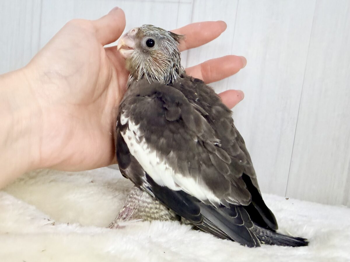 オカメインコ