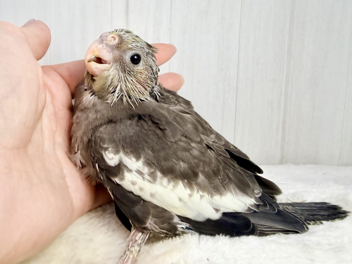 オカメインコ