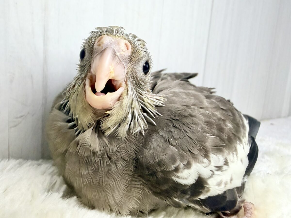 濃ゆ〜い✨️オカメインコのヒナ(ノーマル)入荷しました❤️
