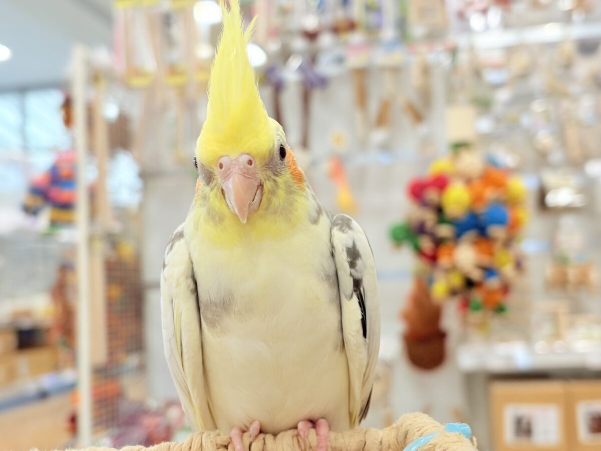 オカメインコ