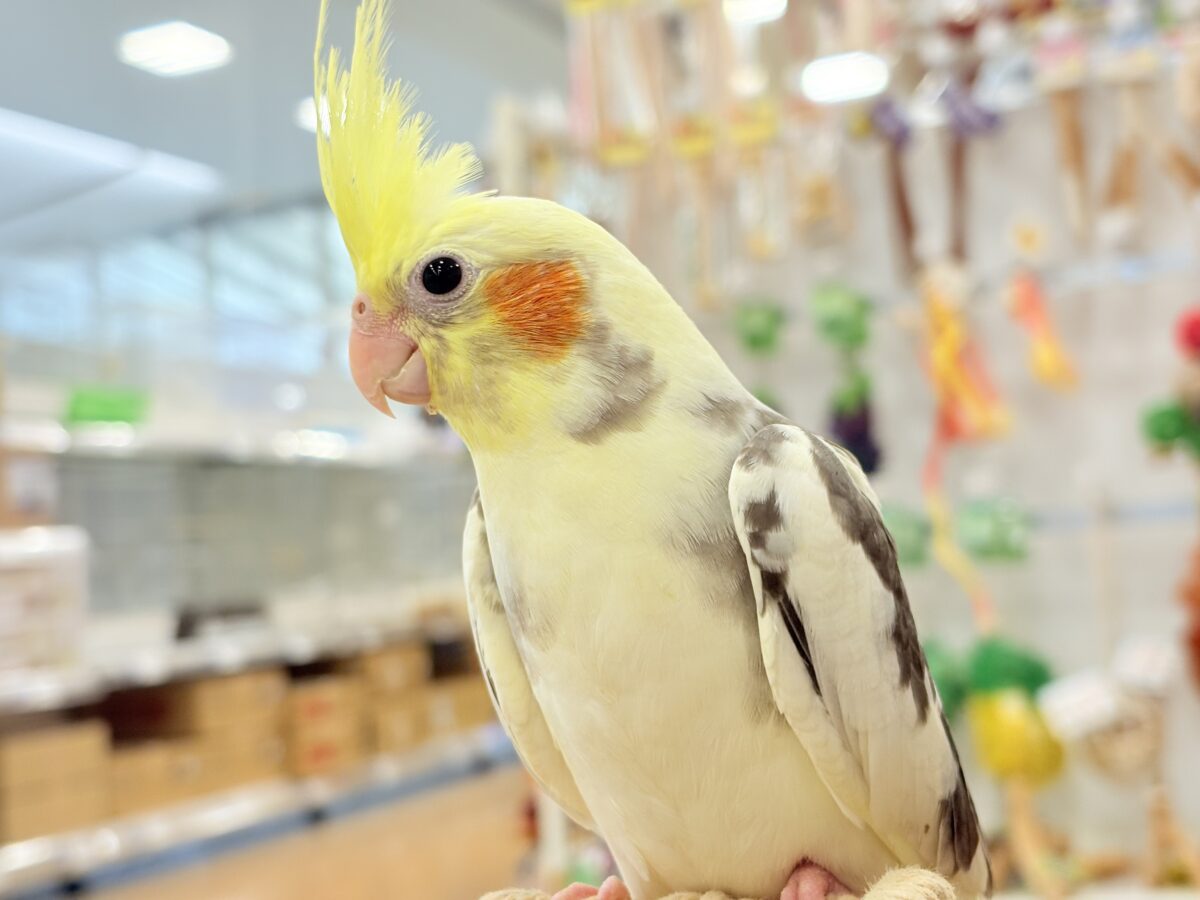 可愛いお顔♡甘々な性格♡オカメインコ(パイド) オカメインコ