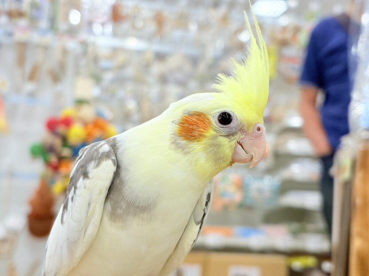 可愛いお顔♡甘々な性格♡オカメインコ(パイド) オカメインコ