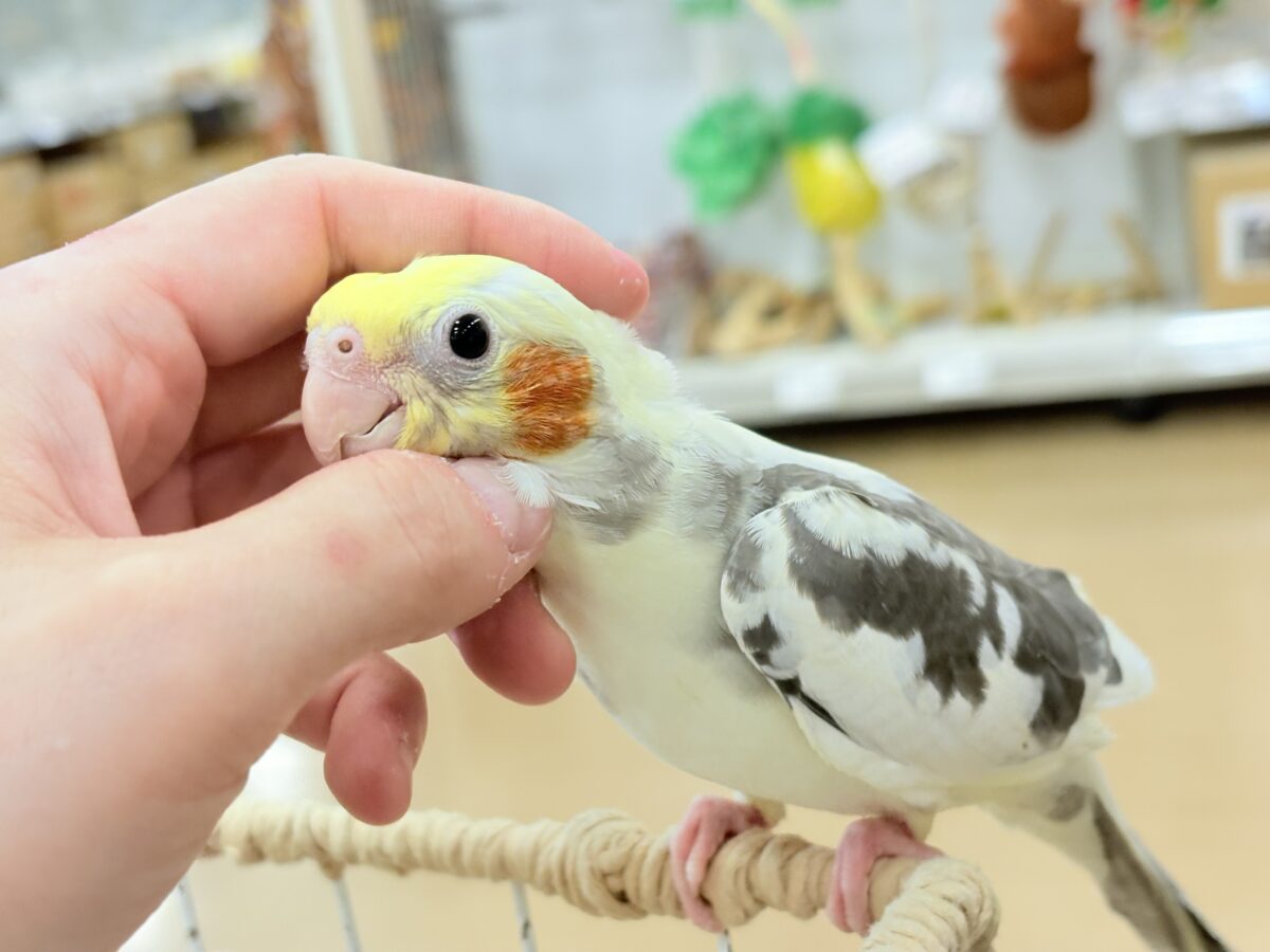 可愛いお顔♡甘々な性格♡オカメインコ(パイド) オカメインコ