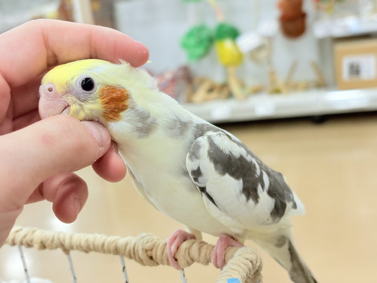 可愛いお顔♡甘々な性格♡オカメインコ(パイド) オカメインコ
