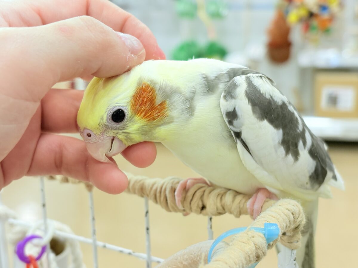 オカメインコ