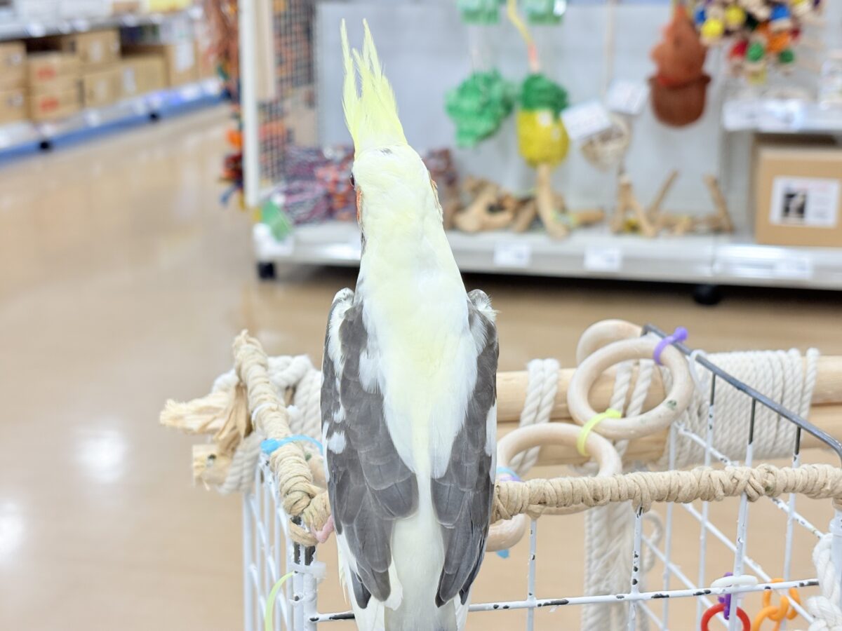 可愛いお顔♡甘々な性格♡オカメインコ(パイド) オカメインコ