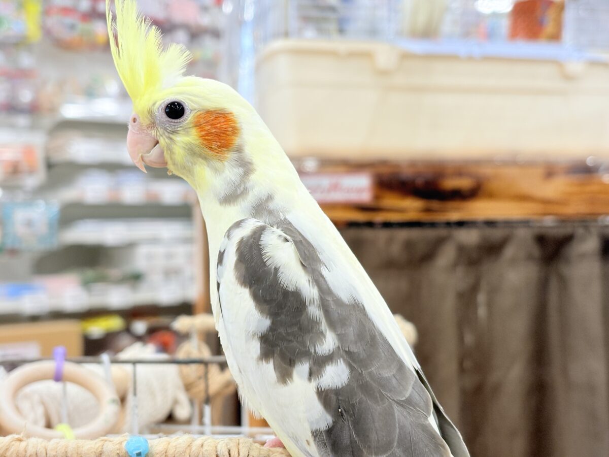 オカメインコ