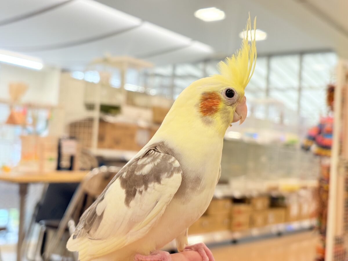 オカメインコ
