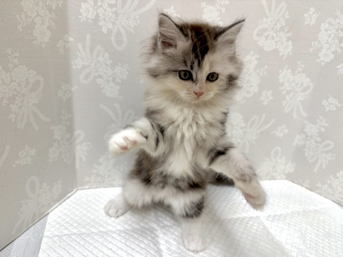 スコティッシュフォールド