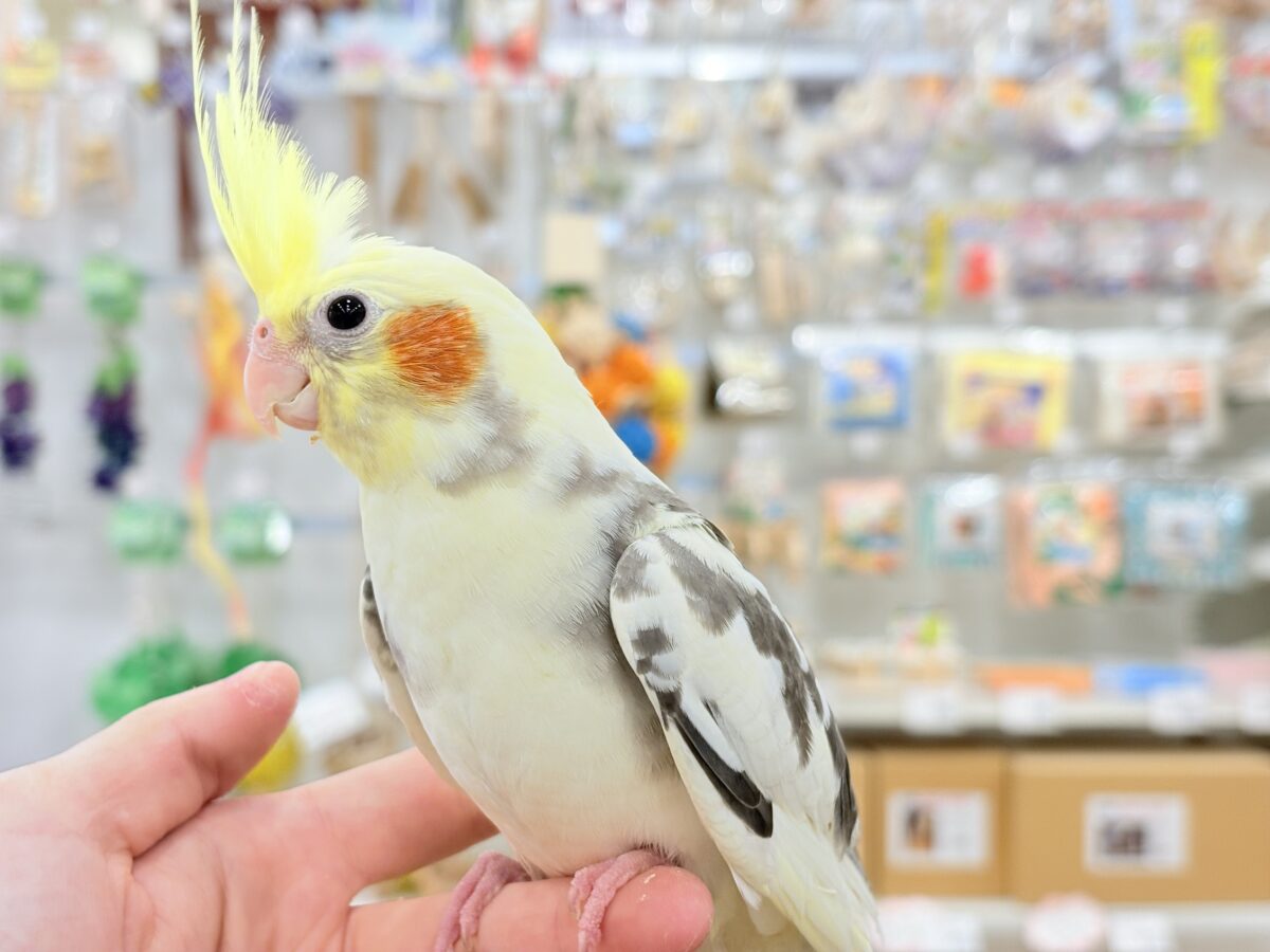 可愛いお顔♡甘々な性格♡オカメインコ(パイド) オカメインコ