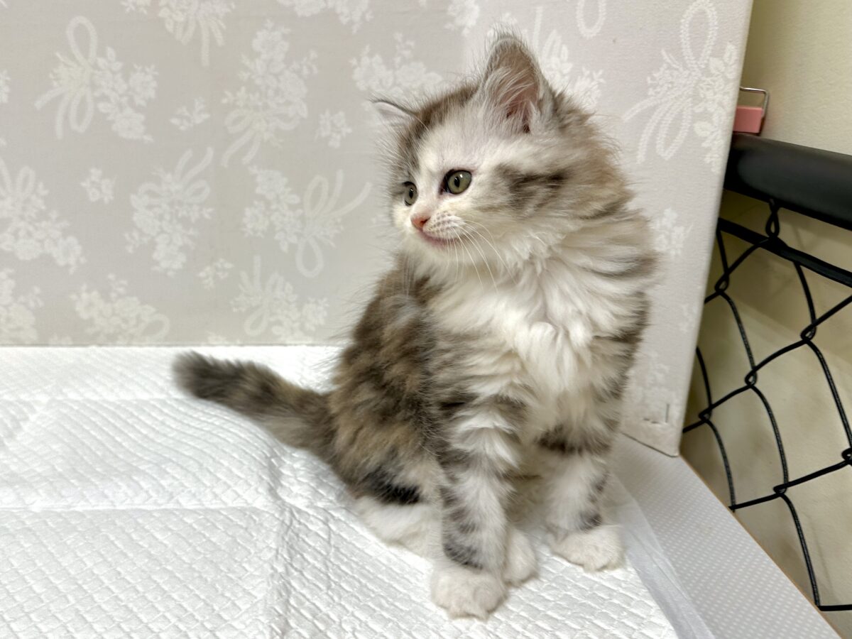 スコティッシュフォールド