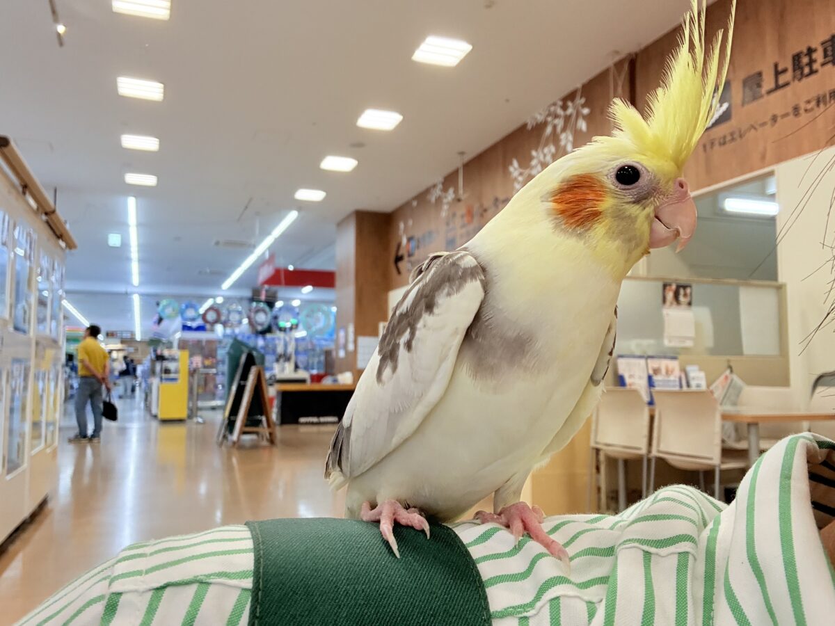 可愛いお顔♡甘々な性格♡オカメインコ(パイド) オカメインコ