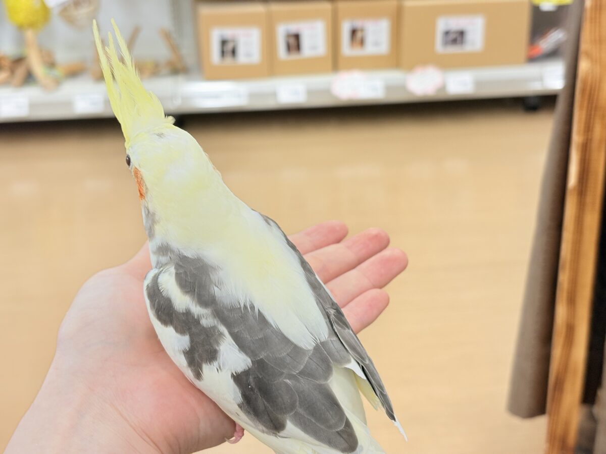 オカメインコ
