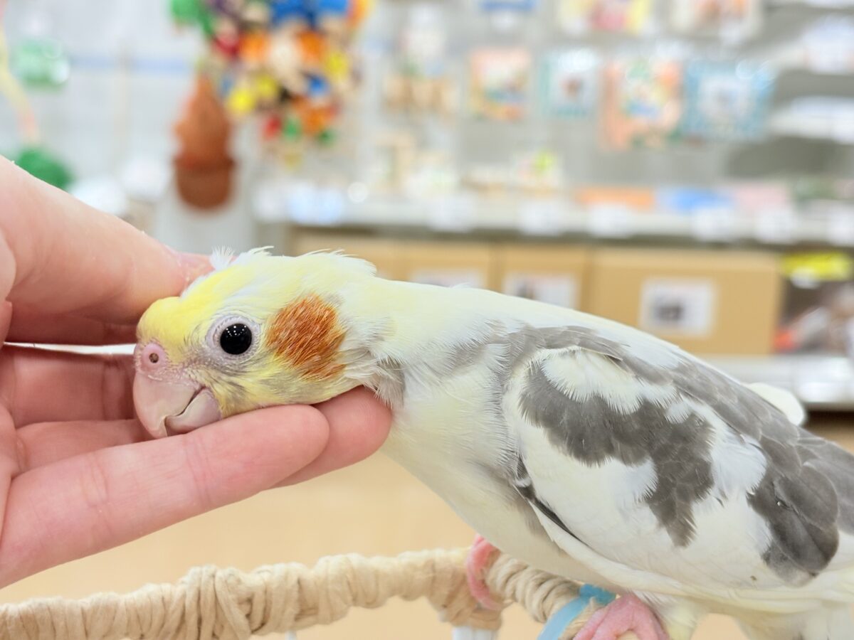 オカメインコ