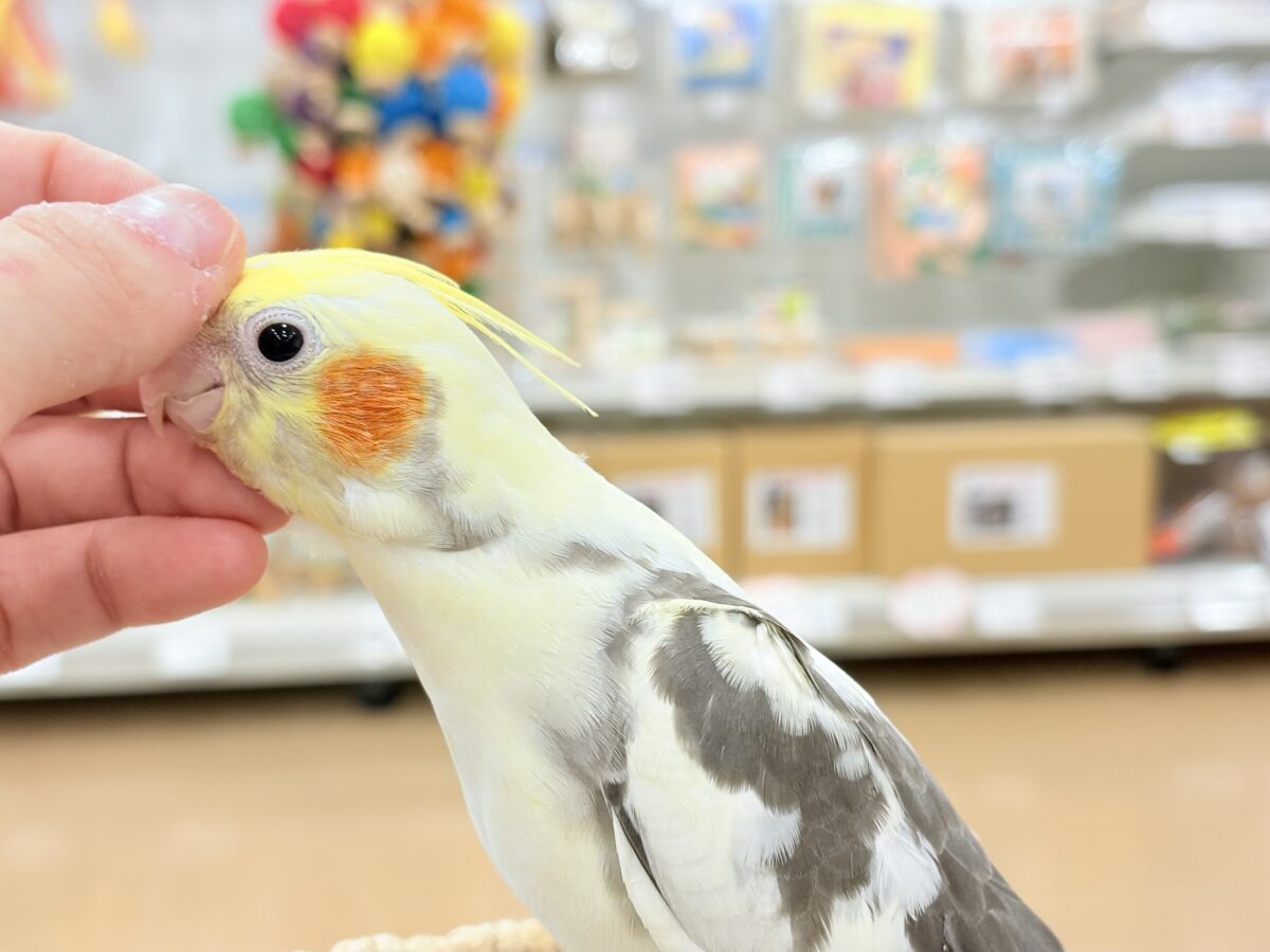 オカメインコ