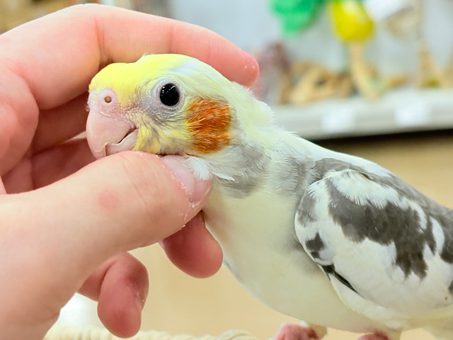可愛いお顔♡甘々な性格♡オカメインコ(パイド) 可愛いお顔♡甘々な性格♡オカメインコ(パイド)