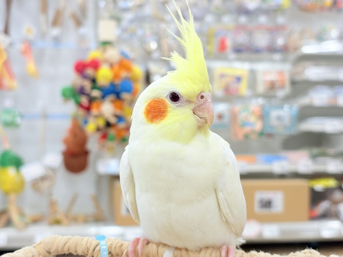 オカメインコ